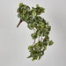 Watermelon Peperomia Hanging Bush Green White - Pack of 6