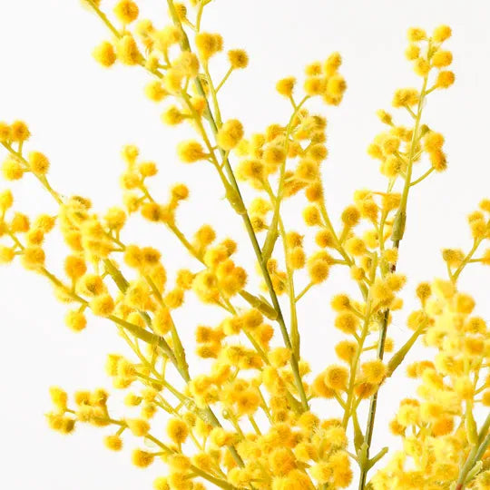 Wattle Spray Yellow 48cm - Pack of 12