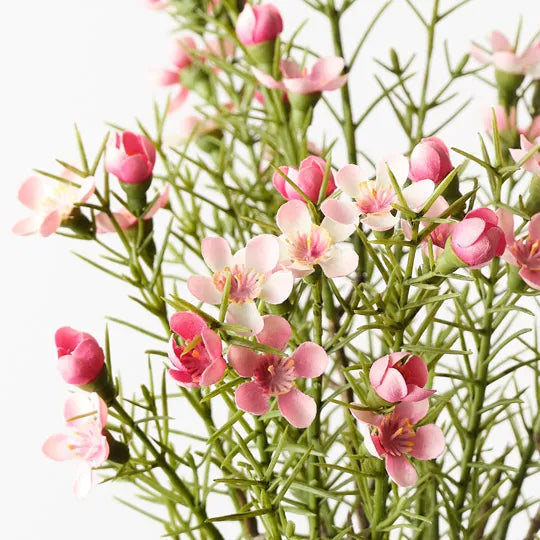 Wax Flower Bush Pink 33cm - Pack of 12