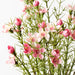 Wax Flower Bush Pink 33cm - Pack of 12