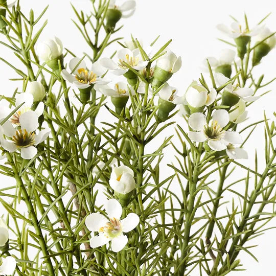 Wax Flower Bush White 33cm - Pack of 12