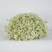 White Gyp Baby Breath Floral Ball - Pack of 4