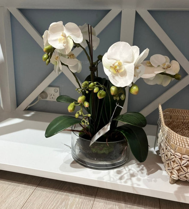 White Phalaenopsis Orchid In Glass Pot 44cm