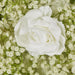 White Rose Hydrangea & Gyp Floral Wall