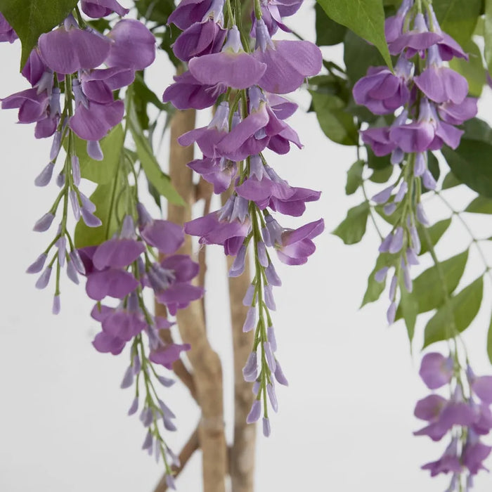 Wisteria Tree Purple 190cm