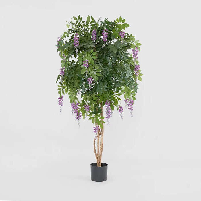 Wisteria Tree Purple 190cm