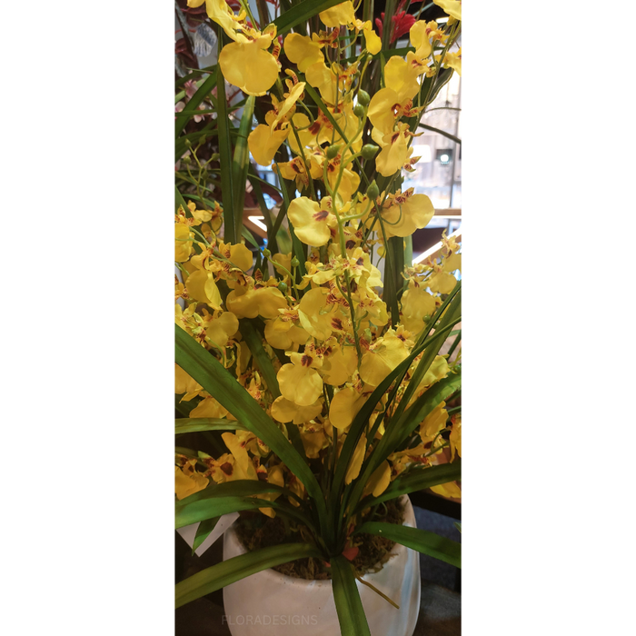 Dancing Lady Orchid In Pot 76cm