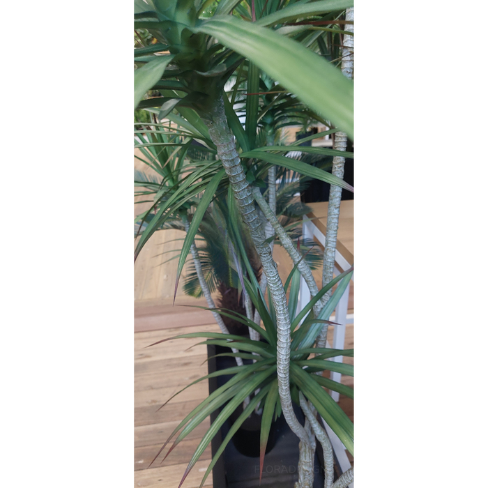 Yucca Green 180cm Plant - Pack of 2