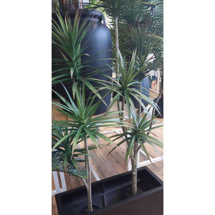 Yucca Green 180cm Plant - Pack of 2