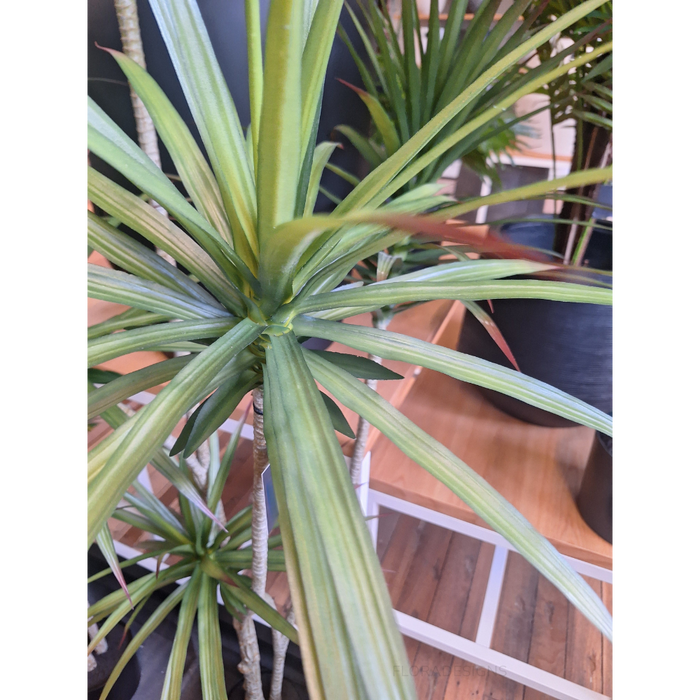 Yucca Green 180cm Plant - Pack of 2