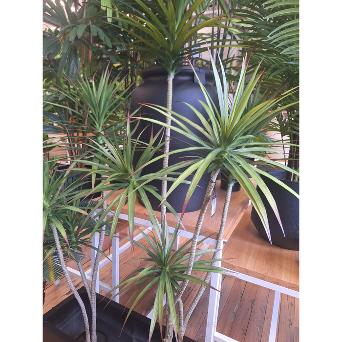 Yucca Green 180cm Plant - Pack of 2