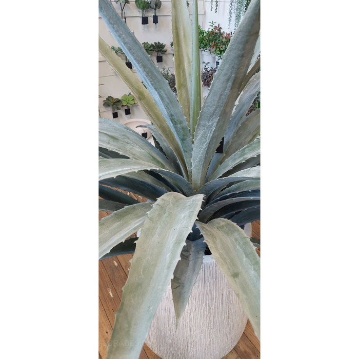 Yucca Plant Grey Green 122cm