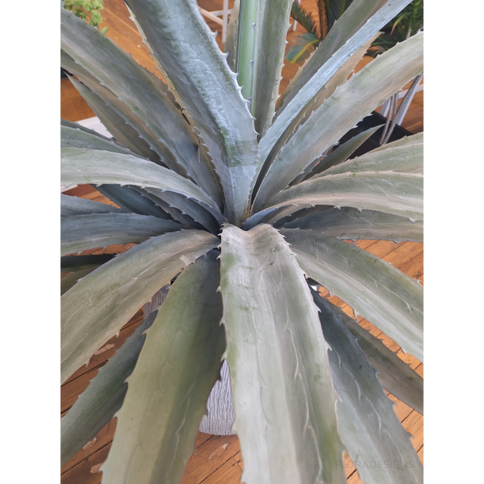 Yucca Plant Grey Green 122cm