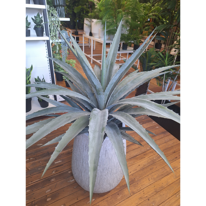 Yucca Plant Grey Green 122cm