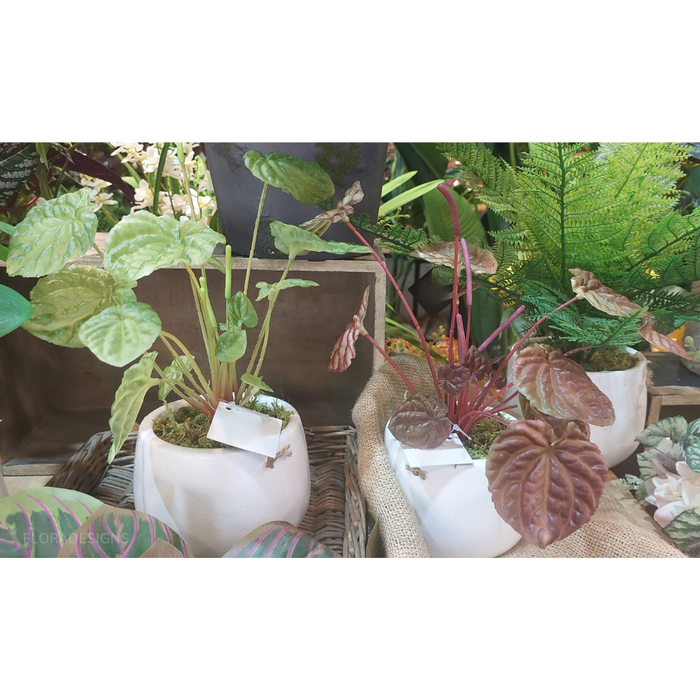 Begonia Bush in Pot 20cm Green Set of 4