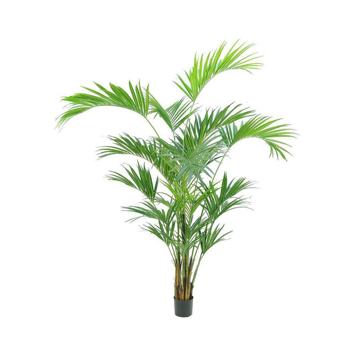 Kentia Palm Tree 250cm