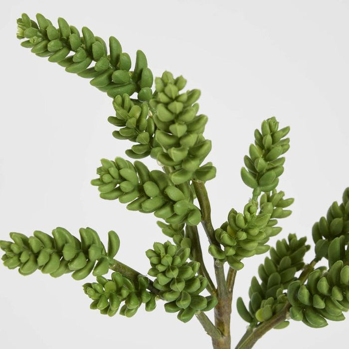 Succulent 37cm Pack of 12