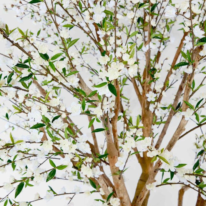 Giant Cherry Blossom Tree White 240cm