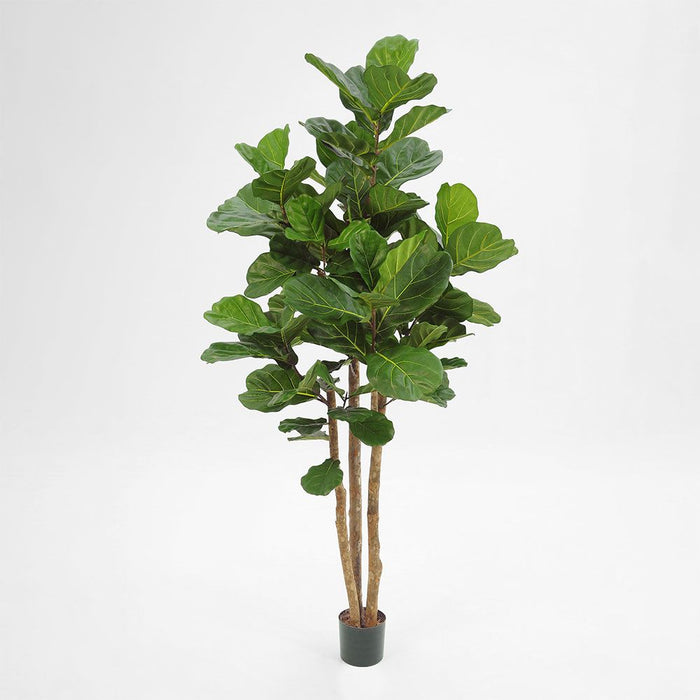 Fiddle Leaf Tree 230cm