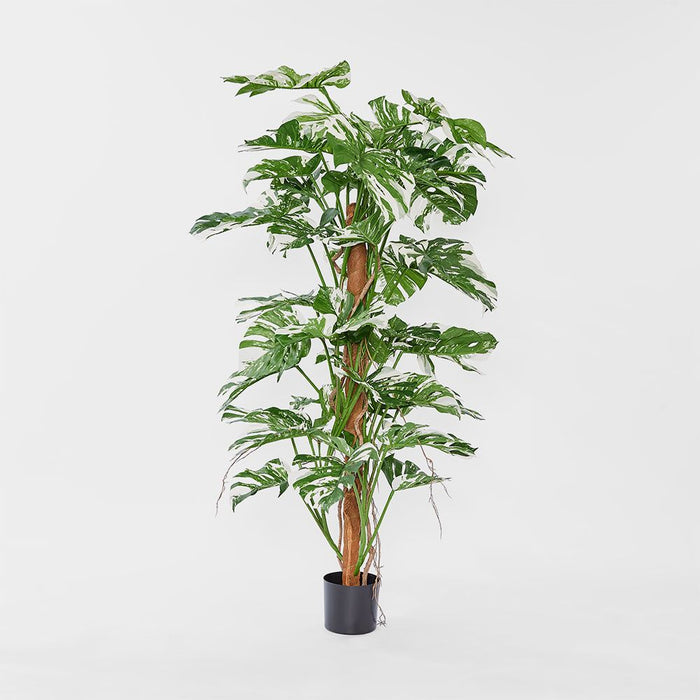 Variegated Split Philodendron Leaves Green Green 155cm