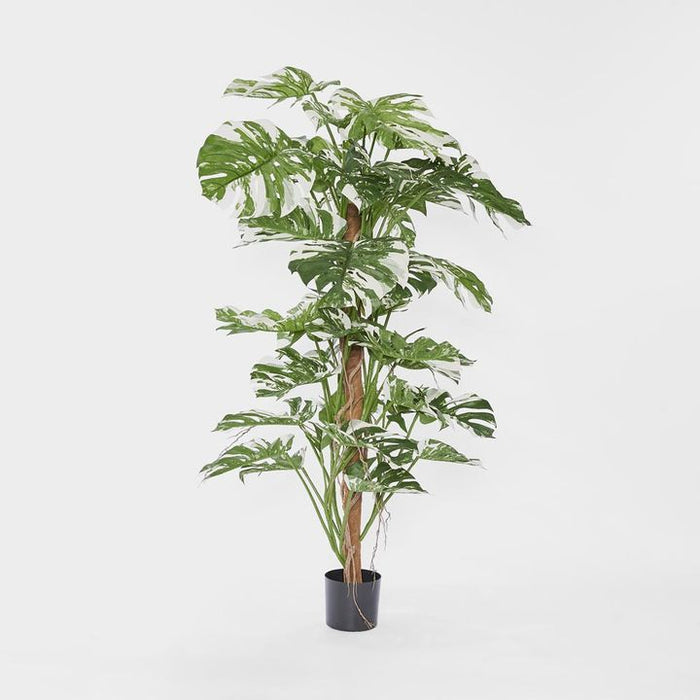 Variegated Split Philodendron Leaves Green Green 155cm