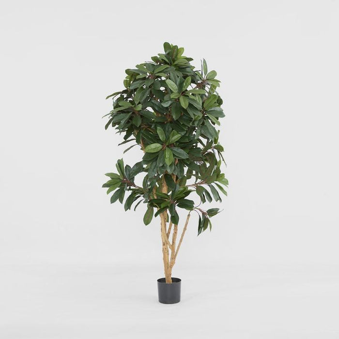 Schefflera Tree With 700 Leaves Green 165cm