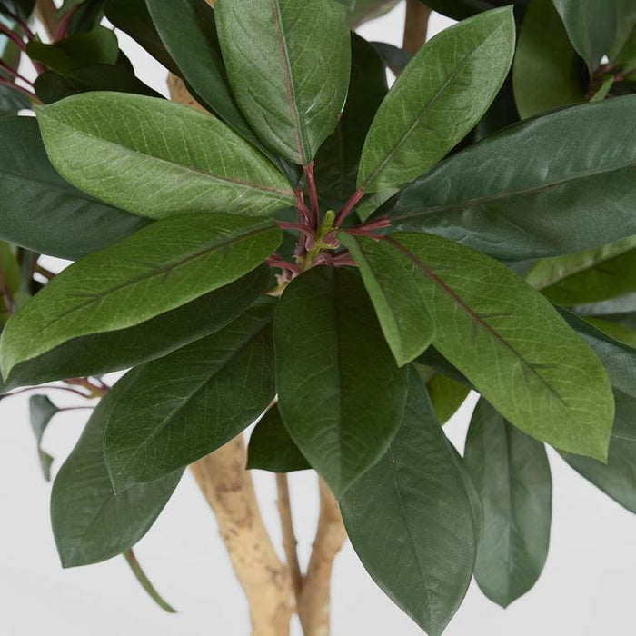 Schefflera Tree With 700 Leaves Green 165cm