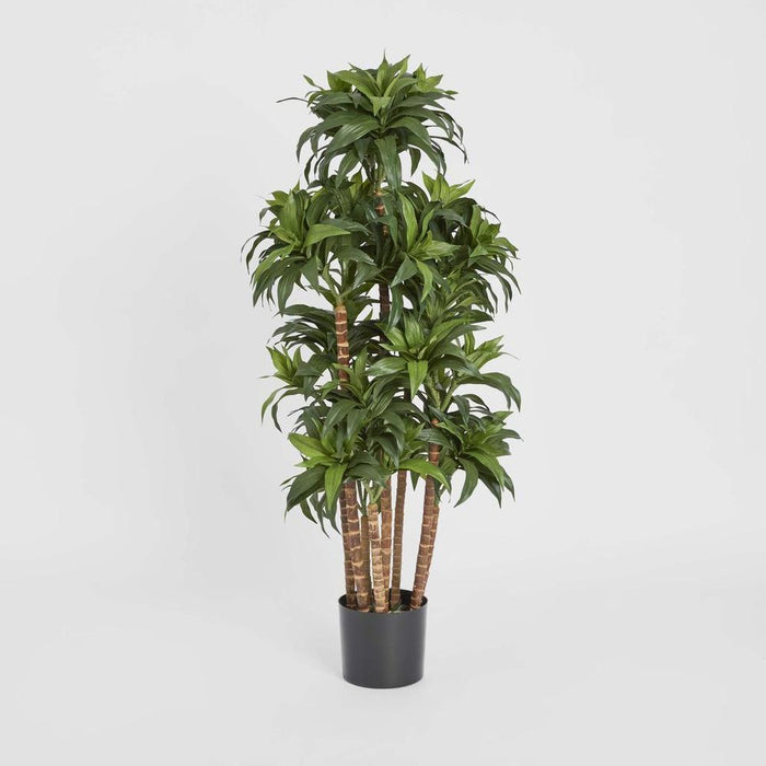 Dracaena Fragrans Multi Tree With 8 Heads Green 120cm