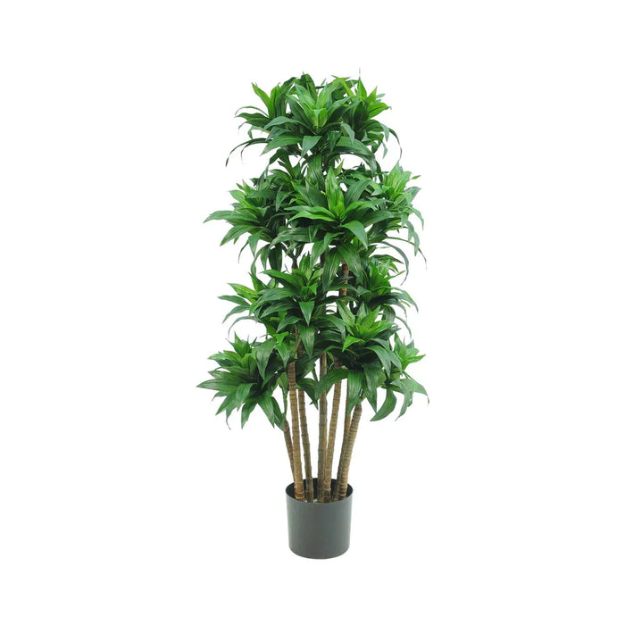 Dracaena Fragrans Multi Tree With 8 Heads Green 120cm