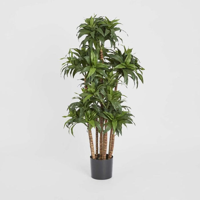 Dracaena Fragrans Multi Tree With 8 Heads Green 120cm