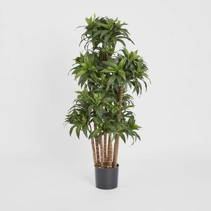 Dracaena Fragrans Multi Tree With 8 Heads Green 120cm