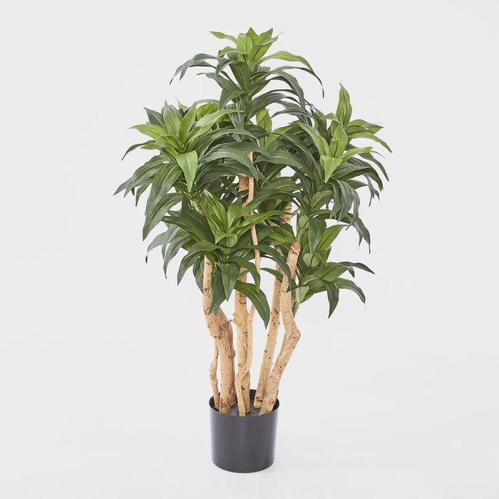 Dracaena Fragrans Tree Green 80cm