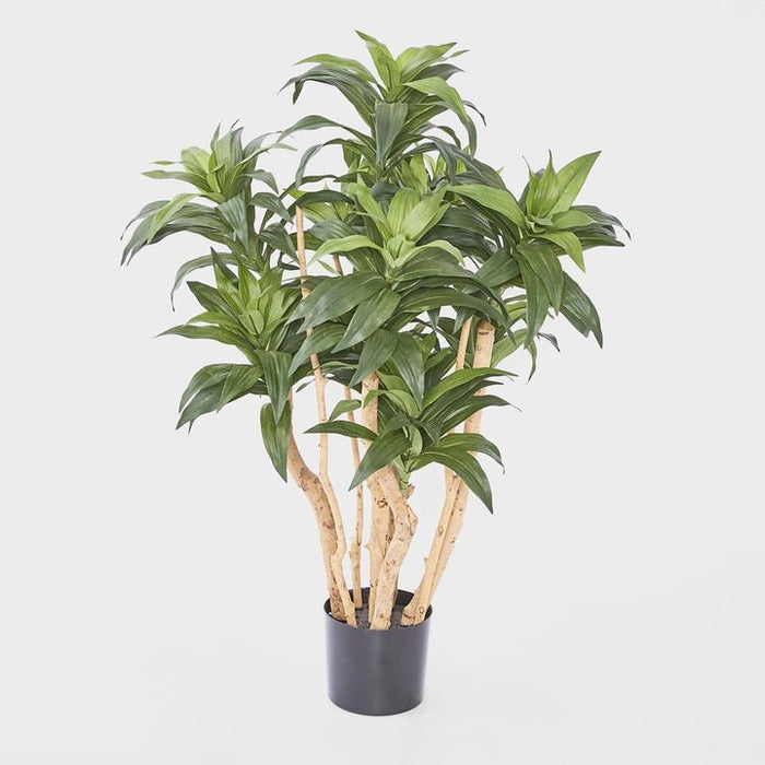 Dracaena Fragrans Tree Green 80cm