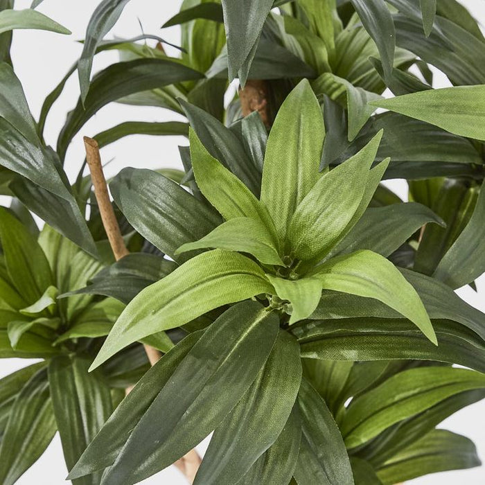 Dracaena Fragrans Tree Green 80cm