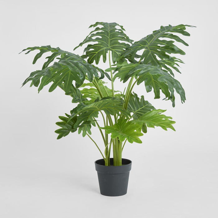 Split Philo Plant 110cm