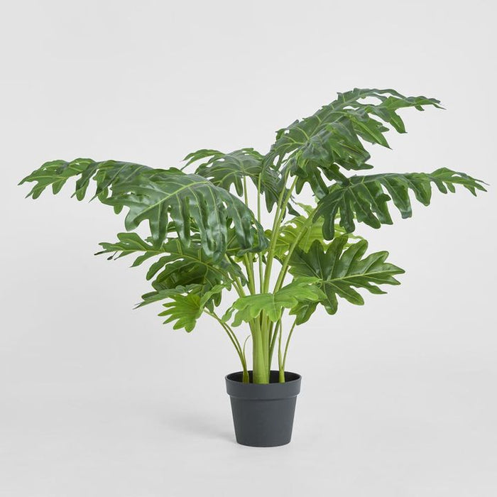Split Philo Plant 110cm