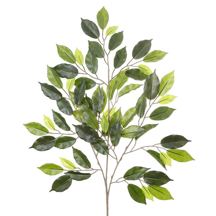 Ficus Spray 75cm Pack of 12