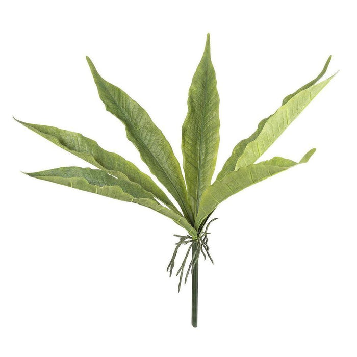 Foliage Plant with Roots 48cm Pack of 6