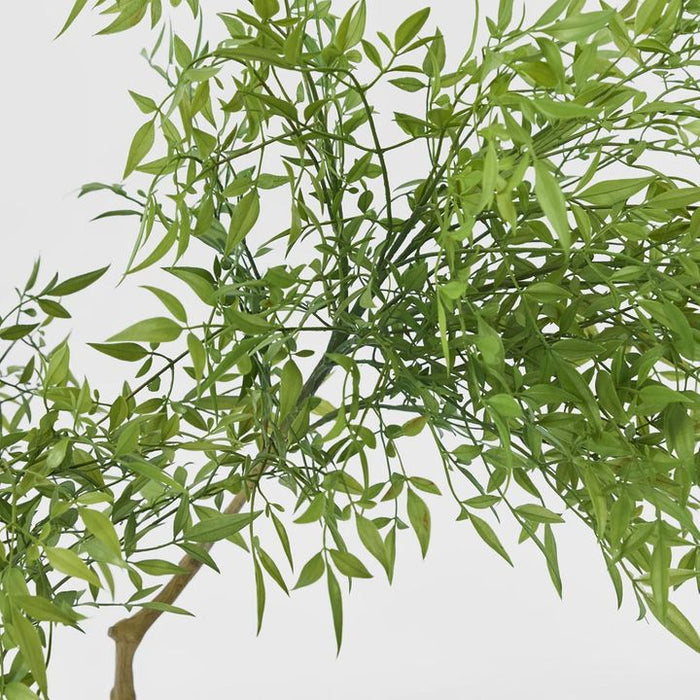 Nandina Green Tree 120cm