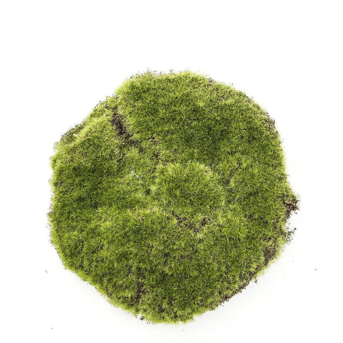 Moss Pad 20cm Pack of 12