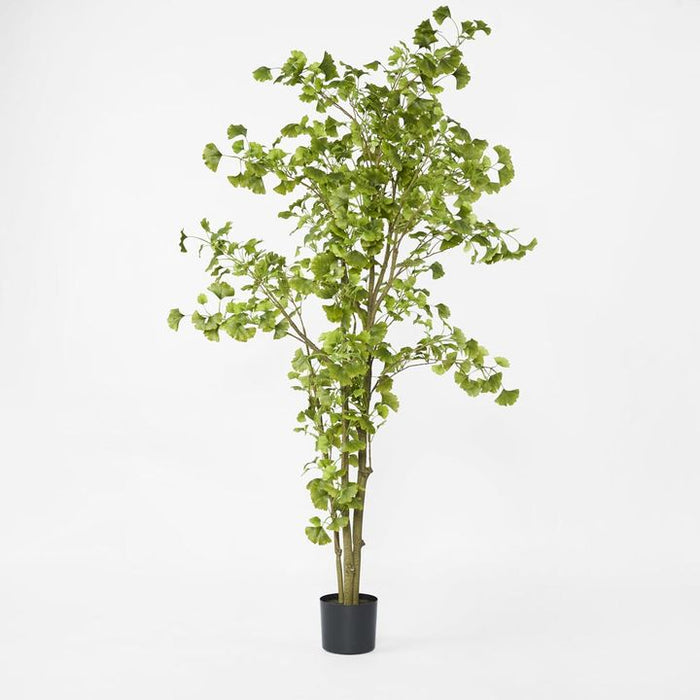 Ginkgo Tree Potted 180cm