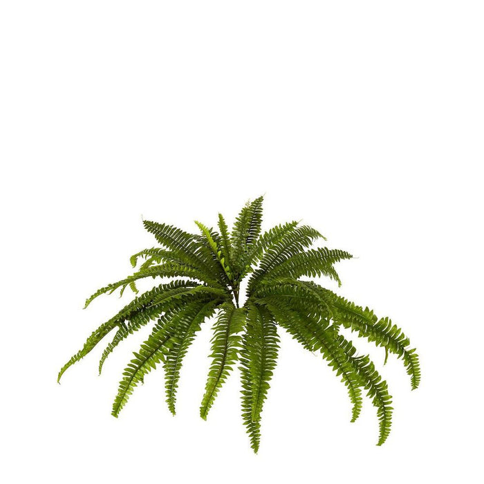 Boston Fern Bush Small 96cm Pack of 6