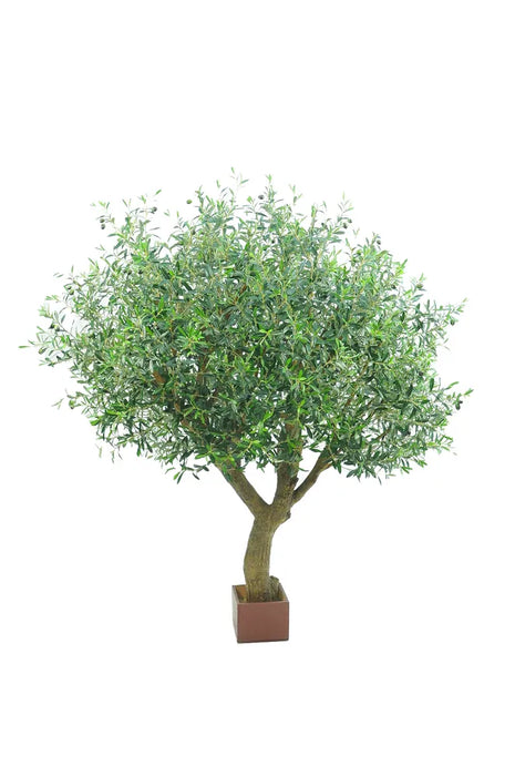 Olive Green Tree With Fruit 180cm