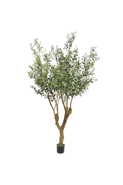 Olive Tree Green With Fruit 150cm