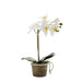 White Orchid in Antiqued Pot Small 30cm - Pack of 6