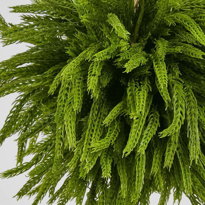 Norfolk Pine Ball Large Green 38cm