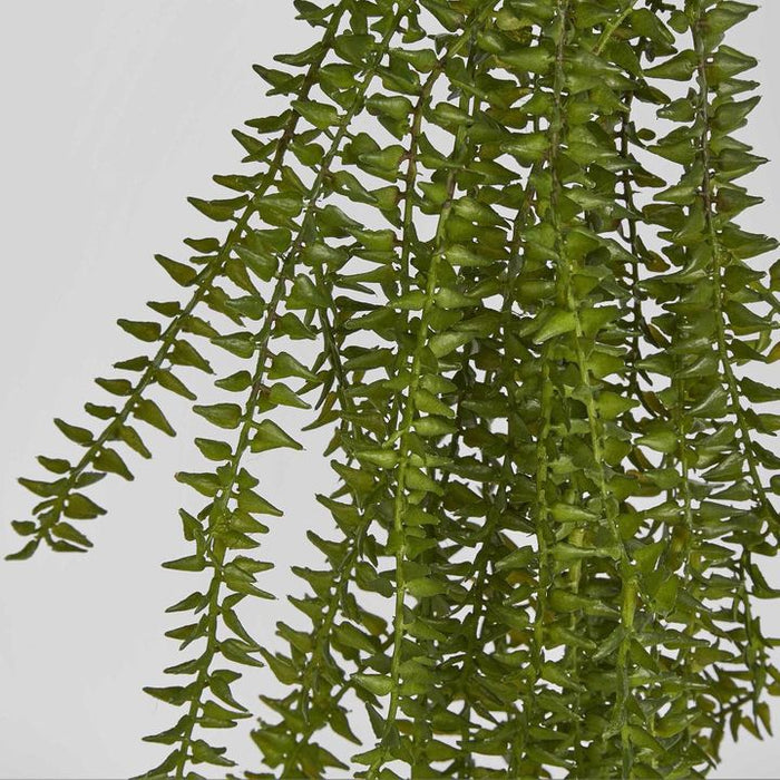 Clubmoss Hanging Vine Green 1cm  - Pack of 12