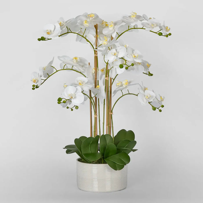 Luxe Phalaenopsis In Ribbed Bowl - 9 Stems