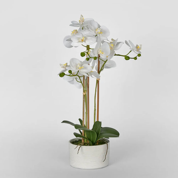 Luxe Phalaenopsis In Ribbed Bowl - 3 Stems