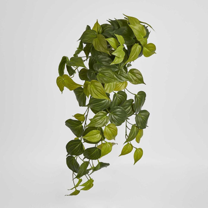 Hanging Philodendron Bush Green 55cm  - Pack of 6